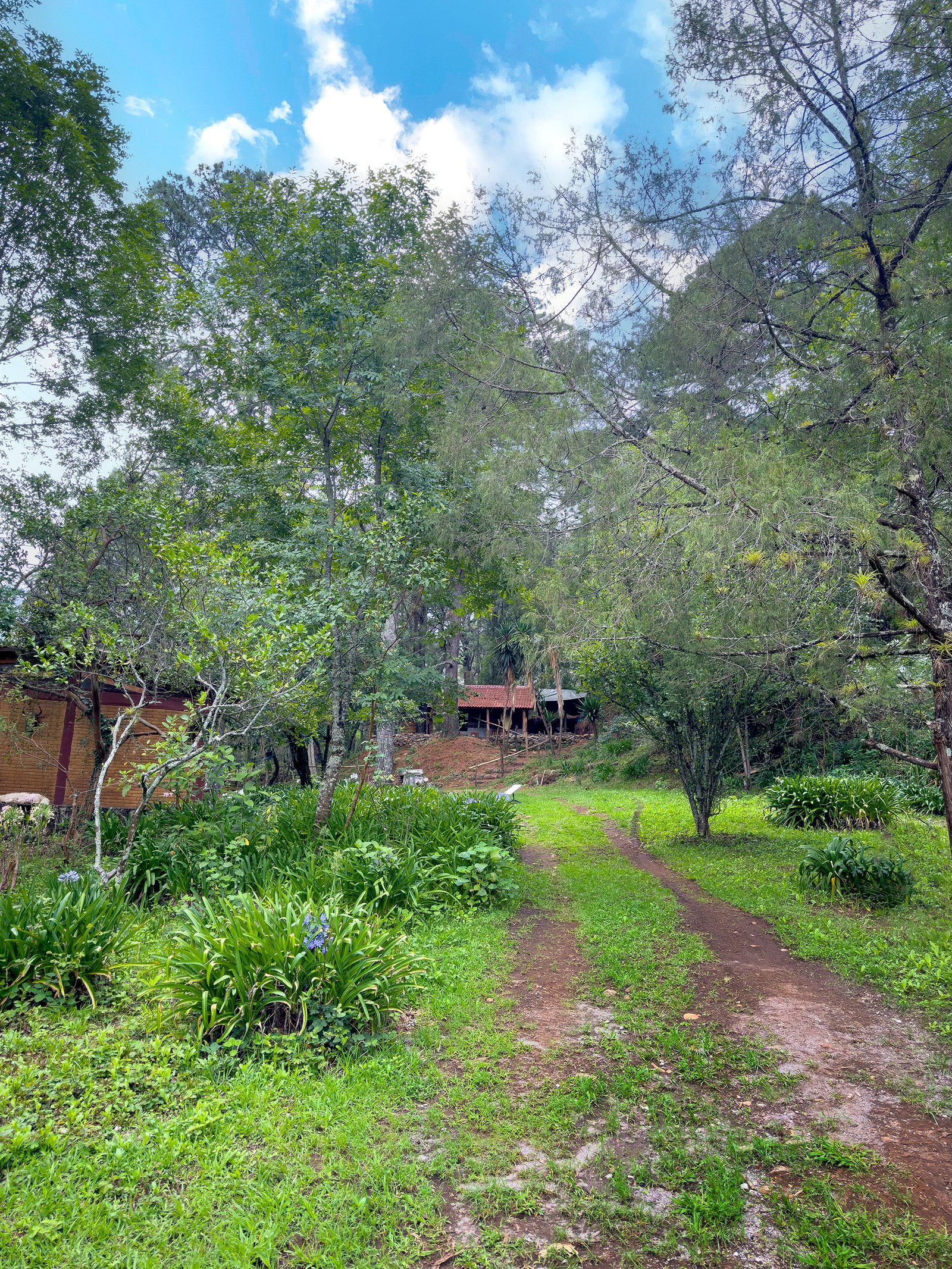 Cascada y bosque