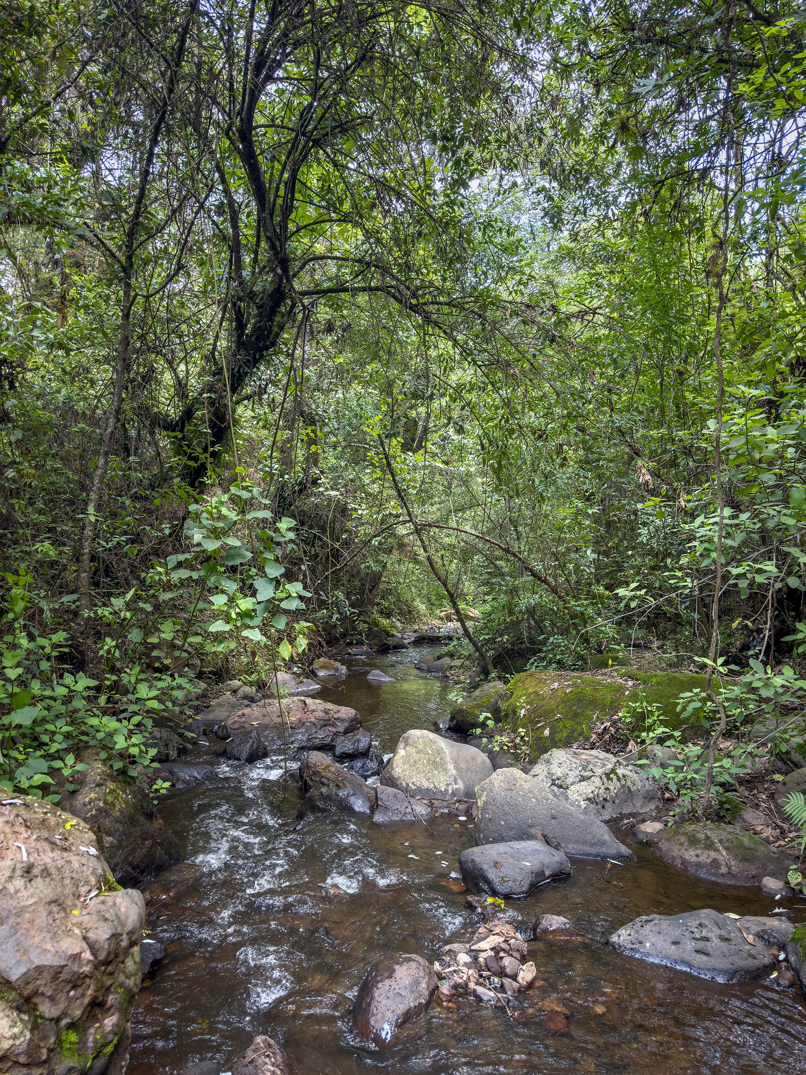 Sendero en Temictla